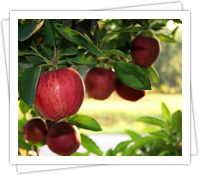 Tutty-fruity des pommes sur un arbre